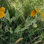 Pentanema oculus-christi Flower