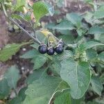 Solanum nigrumЦвят