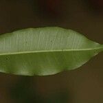 Parahancornia fasciculata Blad