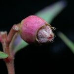 Osbeckia nutans Fruit