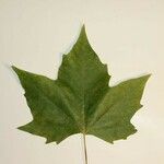 Platanus x hispanica その他の提案