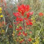 Castilleja affinis Цвят