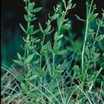 Galium serpenticum Staniste