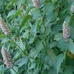 Agastache foeniculum 整株植物