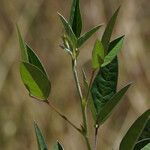 Macroptilium lathyroides Leaf