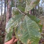 Quercus michauxii Leaf