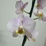 Phalaenopsis amabilisFlor