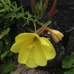 Oenothera glazioviana 花