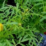 Tagetes tenuifolia Blatt