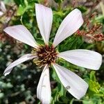 Mutisia spinosa Virág