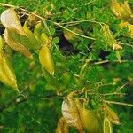 Colutea arborescens Fruit