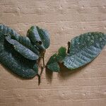 Helicostylis pedunculata Лист