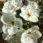 Pyrus calleryanaFlower