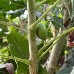 Harpephyllum caffrum Fruit