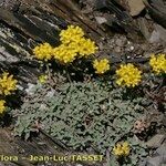 Alyssum alpestre Yeri