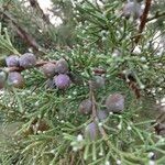 Juniperus phoenicea Fruit