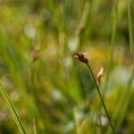 Carex chordorrhiza 果実