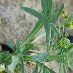 Reseda arabica Levél