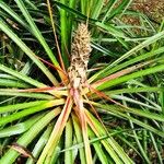 Bromelia pinguin Fruit