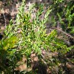 Acacia paradoxa Leaf