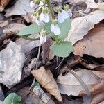 Cardamine bulbosa 叶