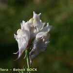 Linaria verticillata Hedelmä