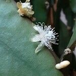 Rhipsalis elliptica പുഷ്പം