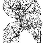 Rubus distractus Inny