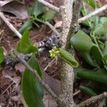 Agonandra macrocarpa Habit