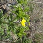 Potentilla intermedia Arall