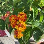 Lantana camaraЦвят