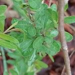 Lycium chinense Leaf