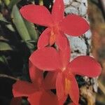 Cattleya coccinea Λουλούδι