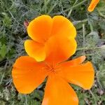 Eschscholzia californica Květ