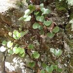 Adiantum reniforme Vivejo