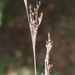 Juncus gerardi Frucht