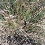 Juncus inflexus Leaf