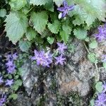 Campanula elatinesFlower