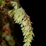 Hymenophyllum tunbrigense Annet