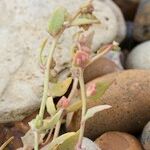 Atriplex glabriuscula Hábito