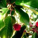 Prunus cerasus Плод