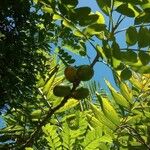 Spondias purpurea Fruit