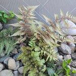 Anisocampium niponicum Blatt