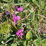 Vicia angustifolia MoenchKvet