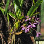 Epidendrum imatophyllum