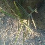 Phoenix canariensis Folha
