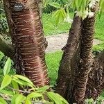 Prunus serrula Corteza