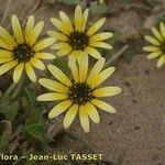 Arctotheca calendula Cvijet
