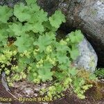 Alchemilla fissa Habit