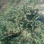 Cylindropuntia imbricata 葉